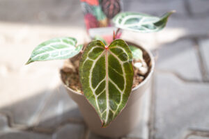 DocBlock Anthurium Zara® ’14’ X Red Crystal® ’12’