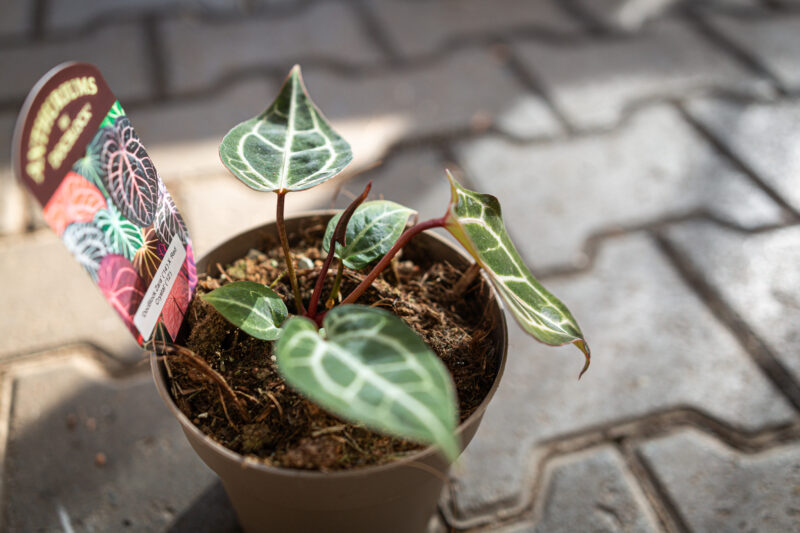 DocBlock Anthurium Zara® ’14’ X Red Crystal® ’12’
