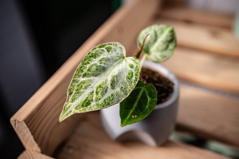 Anthurium Crystallinum Variegata