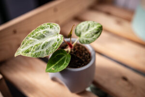 Anthurium Crystallinum Variegata