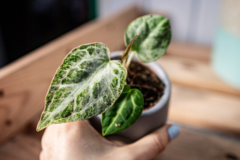 Anthurium Crystallinum Variegata