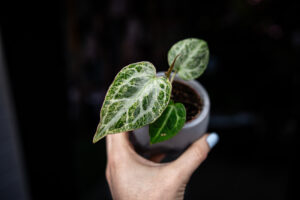 Anthurium Crystallinum Variegata