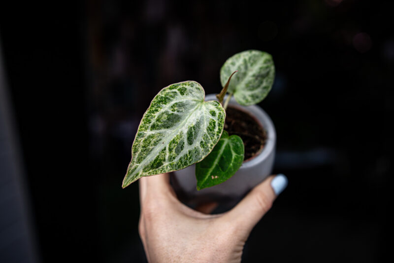 Anthurium Crystallinum Variegata