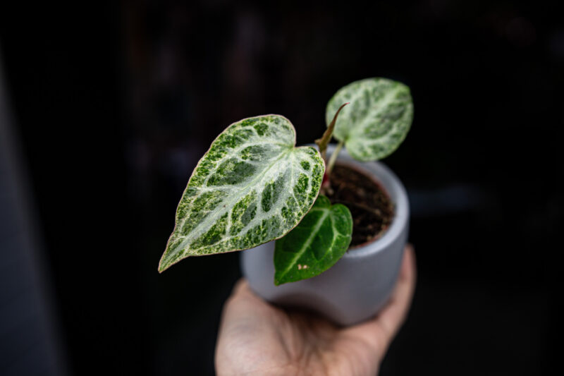 Anthurium Crystallinum Variegata