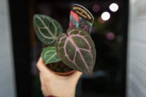 DocBlock Anthurium Crystallinum ‘8’ X Michelle® ’11’