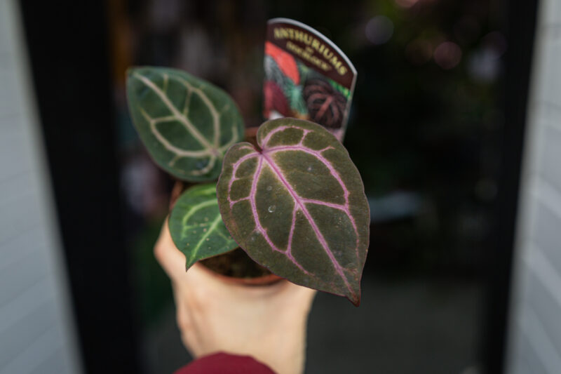 DocBlock Anthurium Crystallinum ‘8’ X Michelle® ’11’