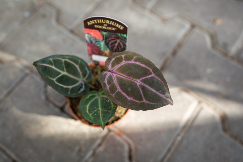 DocBlock Anthurium Crystallinum ‘8’ X Michelle® ’11’