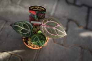 DocBlock Anthurium Crystallinum ‘8’ X Michelle® ’11’