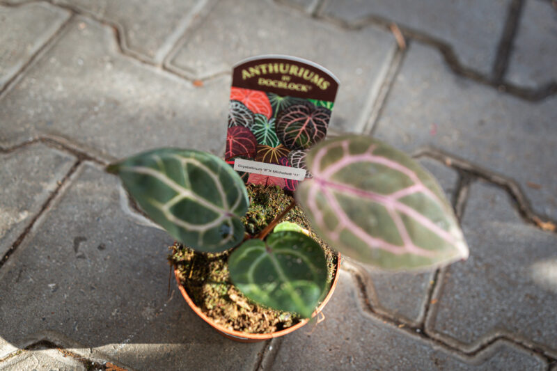 DocBlock Anthurium Crystallinum ‘8’ X Michelle® ’11’
