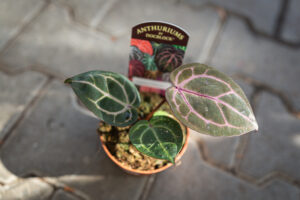 DocBlock Anthurium Crystallinum ‘8’ X Michelle® ’11’