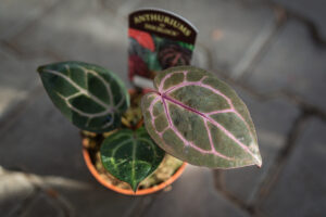 DocBlock Anthurium Crystallinum ‘8’ X Michelle® ’11’