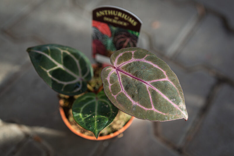 DocBlock Anthurium Crystallinum ‘8’ X Michelle® ’11’