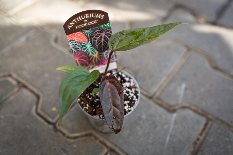 DocBlock Anthurium Dark & Handsome® ‘9’ X Red Velvet Cake® ’24’