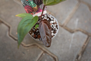 DocBlock Anthurium Dark & Handsome® ‘9’ X Red Velvet Cake® ’24’