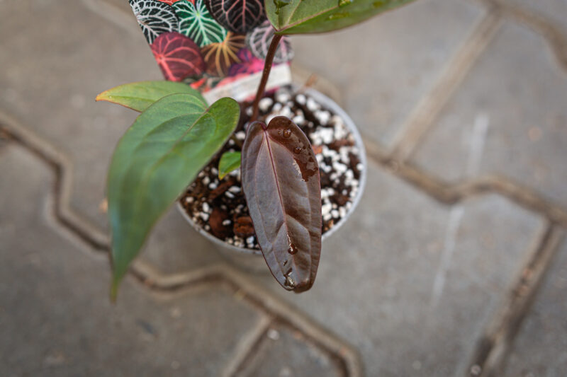 DocBlock Anthurium Dark & Handsome® ‘9’ X Red Velvet Cake® ’24’