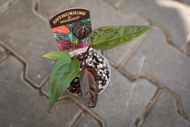 DocBlock Anthurium Dark & Handsome® ‘9’ X Red Velvet Cake® ’24’
