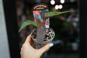 DocBlock Anthurium Dark & Handsome® ‘9’ X Red Velvet Cake® ’24’