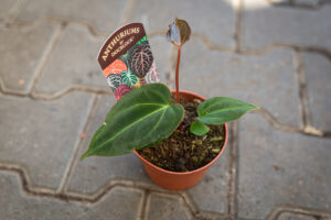 DocBlock Anthurium Black Widow® ’13’ X Black Widow® ’43’
