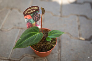 DocBlock Anthurium Black Widow® ’13’ X Black Widow® ’43’
