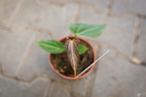 DocBlock Anthurium Black Widow® ’13’ X Black Widow® ’43’