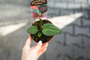 DocBlock Anthurium Black Widow® ’13’ X Black Widow® ’43’