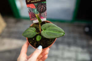 DocBlock Anthurium Black Widow® ’13’ X Black Widow® ’43’