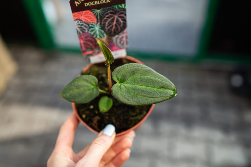 DocBlock Anthurium Black Widow® ’13’ X Black Widow® ’43’