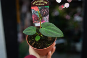 DocBlock Anthurium Black Widow® ’13’ X Black Widow® ’43’