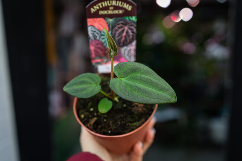 DocBlock Anthurium Black Widow® ’13’ X Black Widow® ’43’