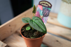 DocBlock Anthurium Black Widow® ’13’ X Black Widow® ’43’