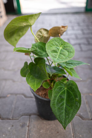 Anthurium Foregtii XL