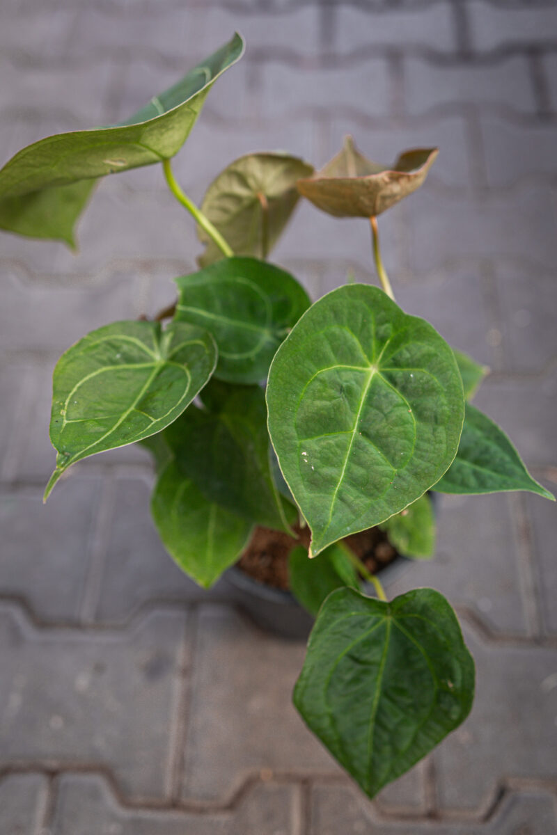 Anthurium Foregtii XL Anthurium Foregtii XL