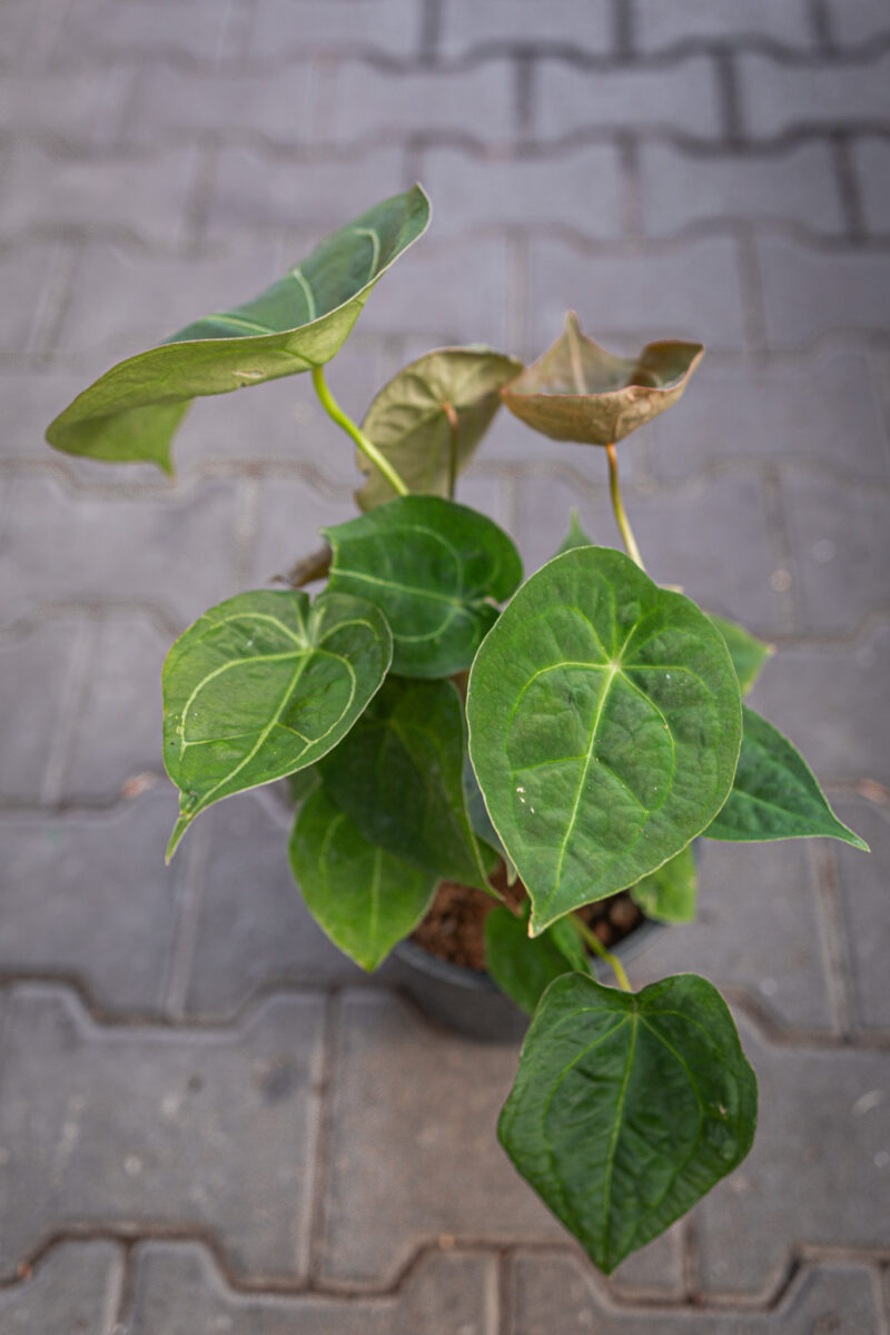 Anthurium Foregtii XL