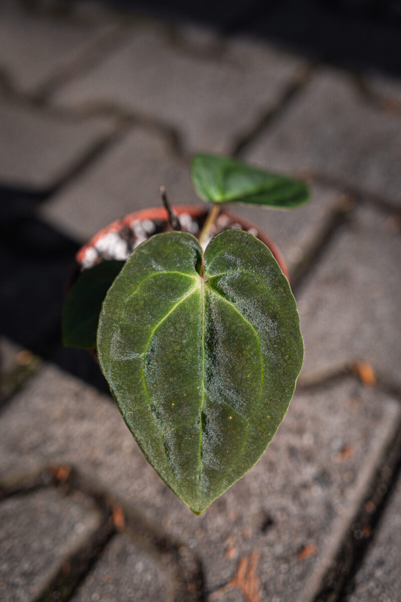 Anthurium besseae aff x forgetii