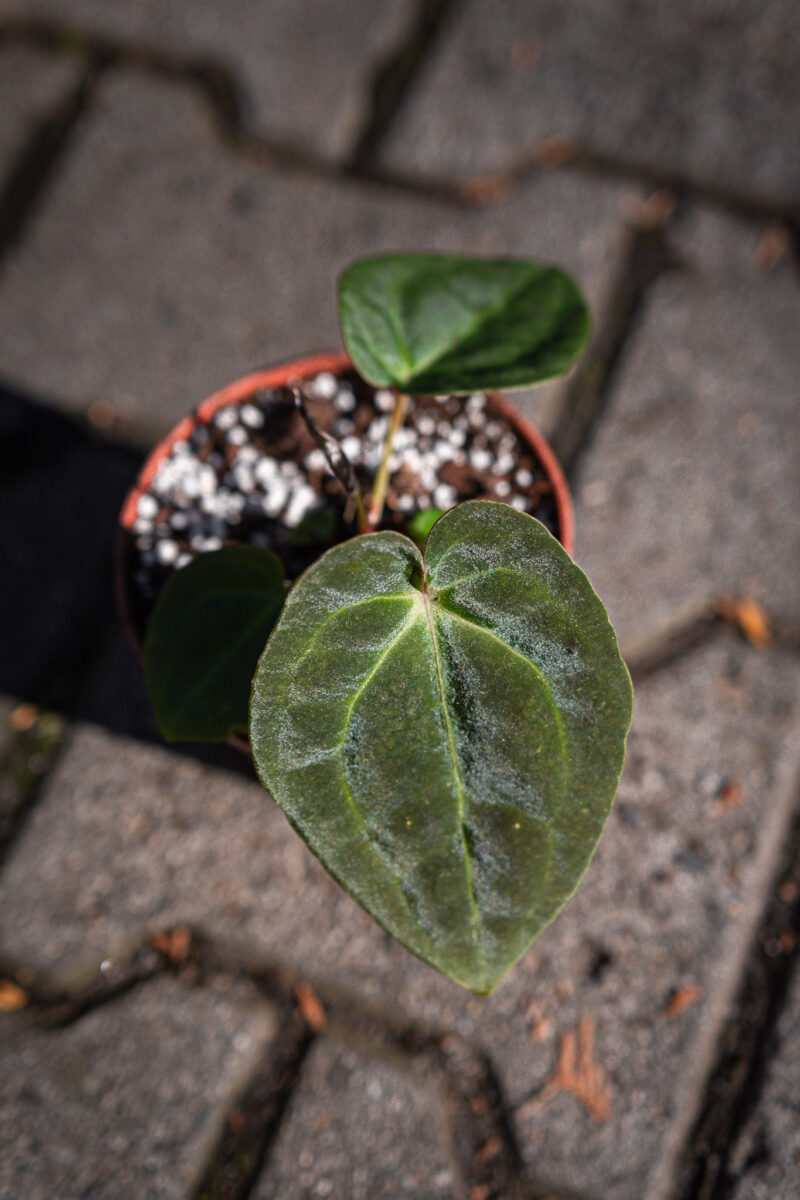 Anthurium besseae aff x forgetii