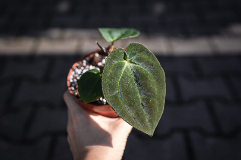 Anthurium besseae aff x forgetii