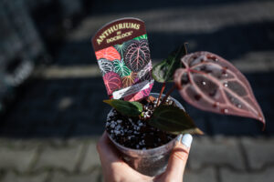 DocBlock Anthurium Michelle® Hot Pink ’23’ X Red Velvet Cake® ’24’