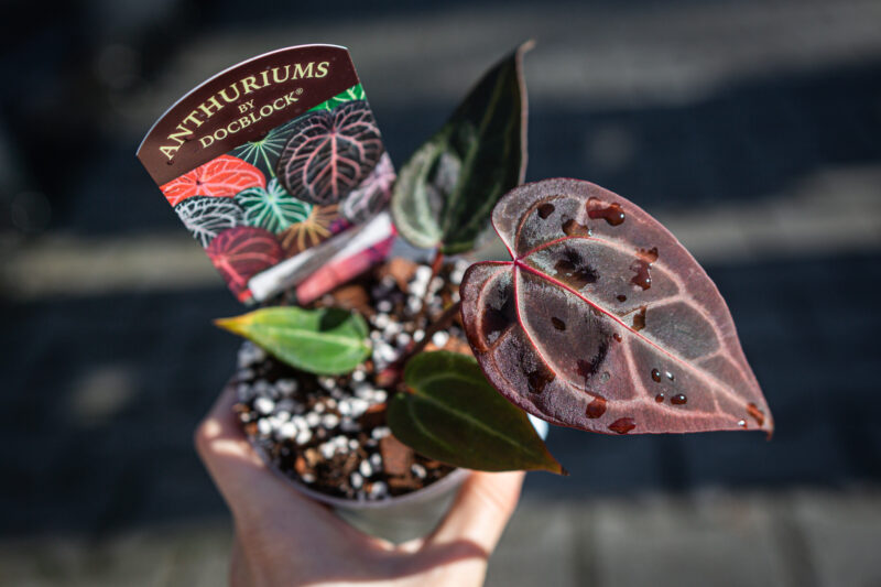 DocBlock Anthurium Michelle® Hot Pink ’23’ X Red Velvet Cake® ’24’