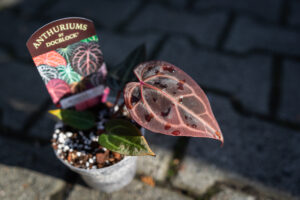 DocBlock Anthurium Michelle® Hot Pink ’23’ X Red Velvet Cake® ’24’