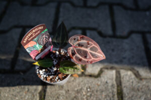 DocBlock Anthurium Michelle® Hot Pink ’23’ X Red Velvet Cake® ’24’