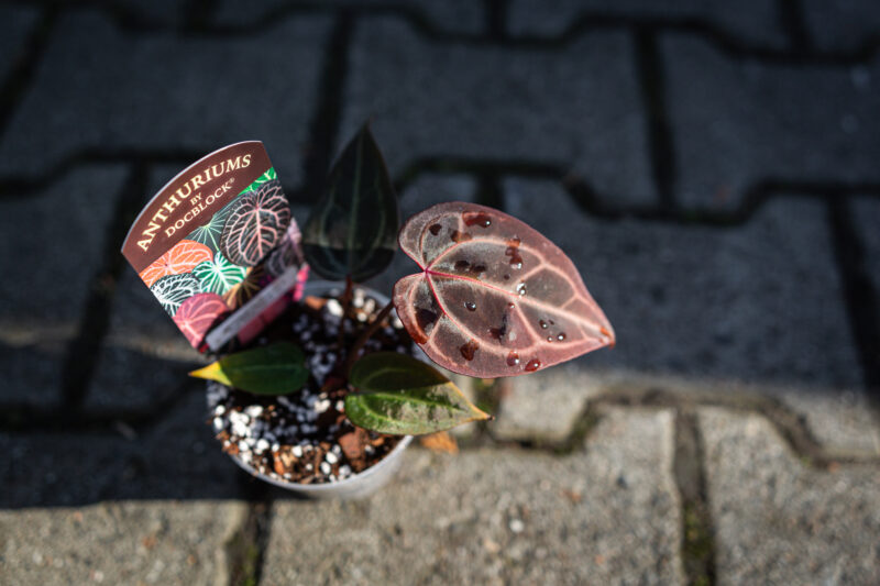 DocBlock Anthurium Michelle® Hot Pink ’23’ X Red Velvet Cake® ’24’