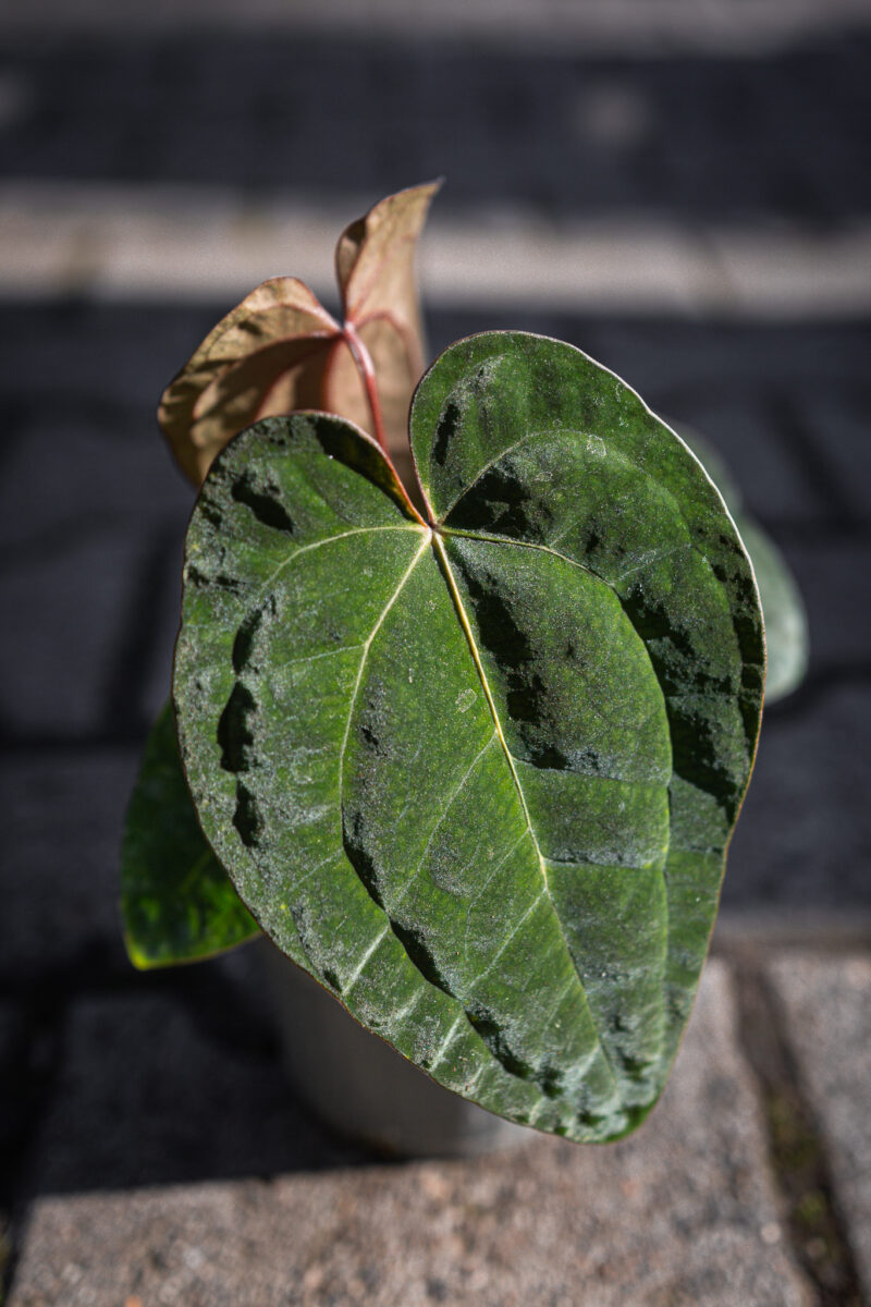 Anthurium Ace of Spades Dark Form  x Papillilaminum Incurved Lobes