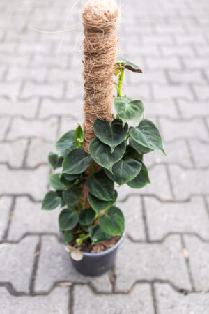 philodendron lupinum