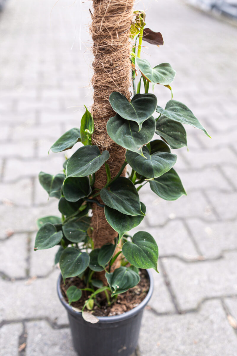 philodendron lupinum