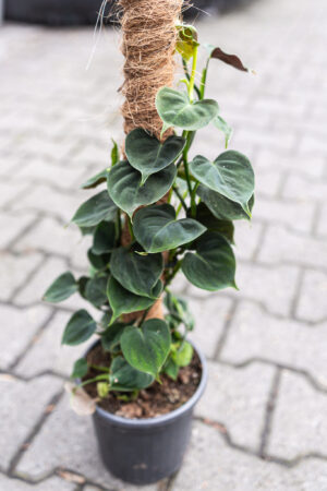 philodendron lupinum