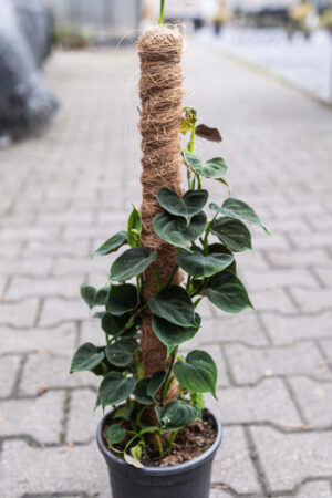 philodendron lupinum