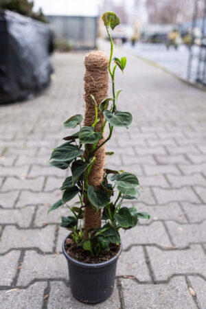 philodendron lupinum