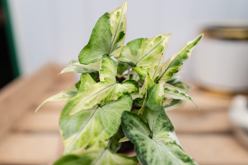 Syngonium T25 Syngonium T25