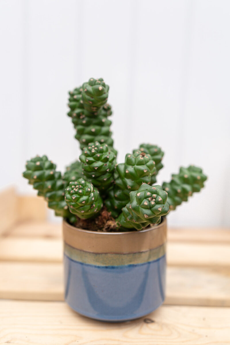 Euphorbia ritchiei