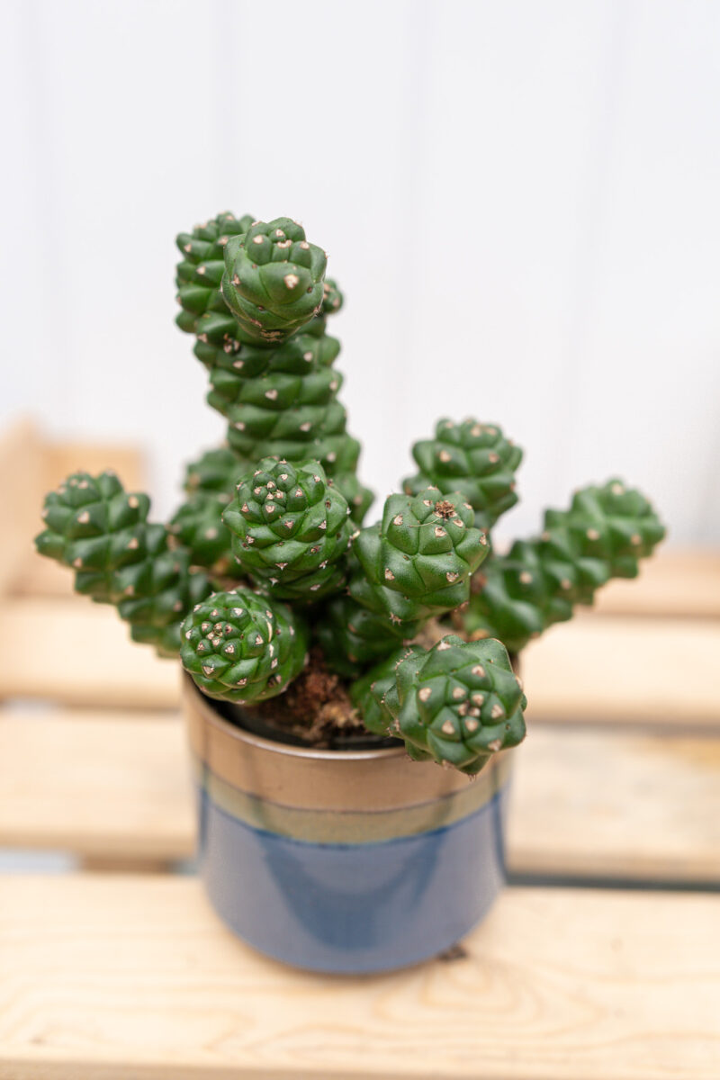 Euphorbia ritchiei